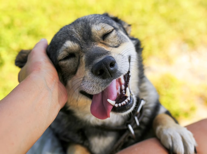 person petting dog